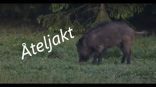 Åteljakt på vildsvin Vildsvin skjuts på film [upl. by Nekcarb932]