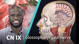 Anatomy Dissected Cranial Nerve IX glossopharyngeal nerve [upl. by Silrak]