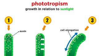 Mechanisms of Plant Growth [upl. by Kenison980]