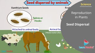 Reproduction in Plants Class 7 Science  Seed Dispersal [upl. by Enellij]