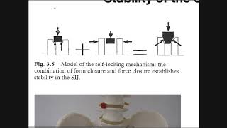 The Sacroiliac Joint Part 2  Factors Affecting Stabilization [upl. by Hterag]