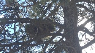 Porcupines Nest in Trees [upl. by Dorkas]