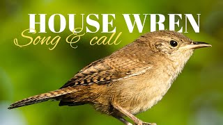 House Wren  Song amp Call [upl. by Sholom77]