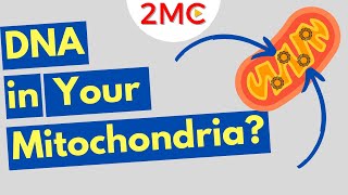 What is Mitochondrial DNA Three Fun Facts About mtDNA [upl. by Noryv]