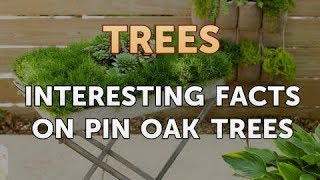 Interesting Facts on Pin Oak Trees [upl. by Neurath]