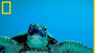 Tortugas marinas 101  National Geographic en Español [upl. by Aneret313]