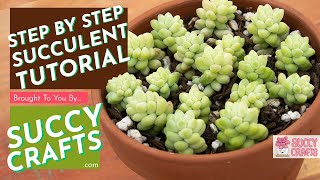 How to Revive Sedum Burrito Succulents [upl. by Clothilde787]