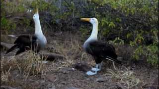 Galapagos Albatross Mating Dance [upl. by Francisco]