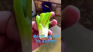 How to root store bought Pandan Part 1 shorts gardenhackPandanpandanplan [upl. by Claiborne155]