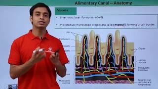 Class 11th – Alimentary Canal – Anatomy  Digestion and Absorption  Tutorials Point [upl. by Drobman]