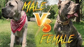 MAJOR Differences Male v Female Cane Corso [upl. by Yaffit]