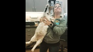 Cats Who HATE The Vet A Compilation [upl. by Ibrab]