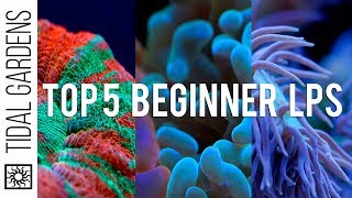 Top 5 LPS Corals for Beginners [upl. by Ehsrop]