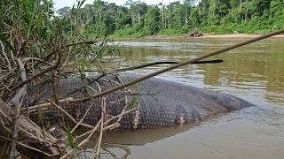 Green Anaconda  Worlds Biggest Snake [upl. by Lashonda]