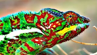 How Do Chameleons Change Color [upl. by Anastasio]