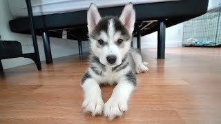 MEET KAI THE PUPPY HUSKY [upl. by Ribal954]