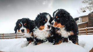 WEEK 8 PUPDATE Bernese Mountain Dog Puppies First Snow  Ep 9 [upl. by Nnaasil]