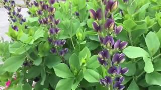 Baptisia a beautiful nitrogen fixer for any garden [upl. by Lauber]