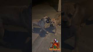 Boerboel vs Cane Corso [upl. by Eednahs]