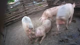 Part 1 mating in pigs [upl. by Dave219]