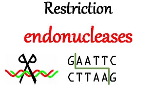 Restriction endonuclease [upl. by Avahc]