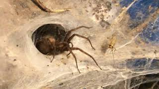 Giant house spider eratigena atrica [upl. by Atenaz654]