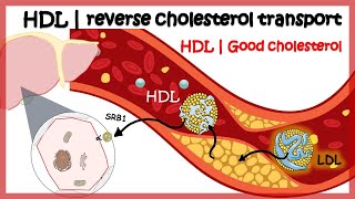 HDL  Reverse cholesterol transport [upl. by Meyeroff]