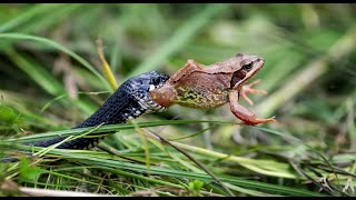 Unexpected Frog Predators [upl. by Clayborn]