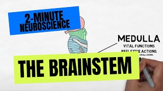 2Minute Neuroscience The Brainstem [upl. by Leinaj]