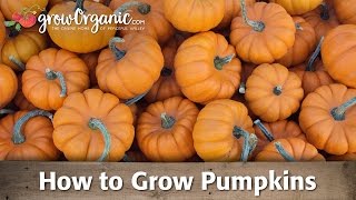 How to Grow Pumpkins [upl. by Adnana]