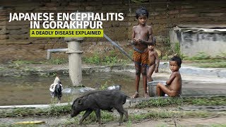 Japanese Encephalitis in Gorakhpur A deadly disease explained [upl. by Je698]