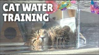 Cats Underwater Navy SEAL Training  Kittisaurus [upl. by Dania]