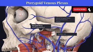 Pterygoid Venous Plexus  Situation  Communications  Drainage  Peripheral Heart [upl. by Ellierim118]