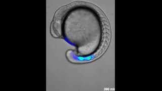 Genetic oscillation in zebrafish [upl. by Alvin]