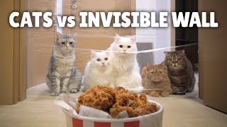 Cats vs Invisible Wall ft Chicken  Kittisaurus [upl. by Enilorak]