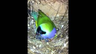 Gouldian finches breeding in a colony [upl. by Egan]