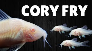 How to Raise Cory Catfish Fry [upl. by Cecilius]