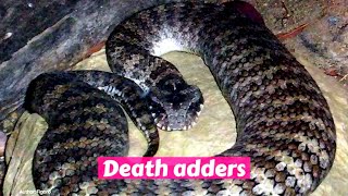 Death adder Acanthophis [upl. by Mehetabel686]