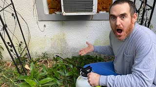 How to REMOVE GREEN ALGAE MILDEW MOLD from house siding FAST wood stucco vinyl siding [upl. by Saffian183]