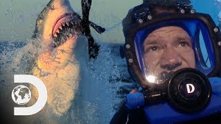 Man Swims With Great White Sharks In Open Waters  Swimming With Monsters [upl. by Einobe]