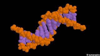 DNA structure Animation [upl. by Notaes]