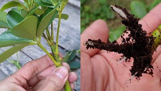 How to grow Schefflera plant from cuttings  Propagate the Schefflera plants  Umbrella Tree [upl. by Elleyoj]