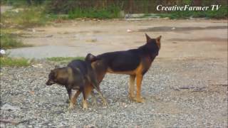 Dogs Mating Nature Long Times ★ The Animal World Part 1✔ [upl. by Akinek]