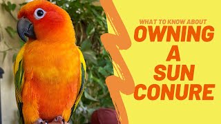 OWNING A SUN CONURE  BUYING YOUR FIRST BIRD [upl. by Latsirk]