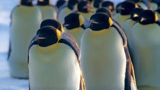 How Does Huddling Help Penguins Stay Warm  BBC Earth [upl. by Ettereve]