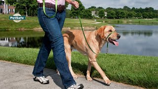 How to Fit and Train with the PetSafe® Gentle Leader® Headcollar [upl. by Rednasyl945]