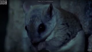 David Attenborough Talks About The Flying Squirrel  BBC Earth [upl. by Thenna]