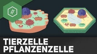 Tierzelle vs Pflanzenzelle  REMAKE [upl. by Pepita216]