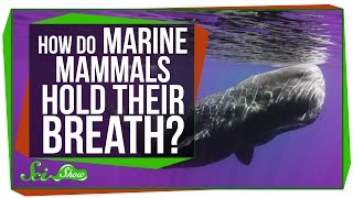 How Do Marine Mammals Hold Their Breath For So Long [upl. by Eduj652]