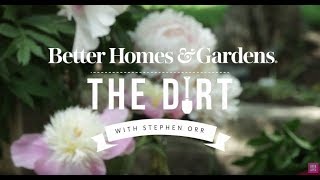 All About Peonies  The Dirt  Better Homes amp Gardens [upl. by Ahsitneuq]